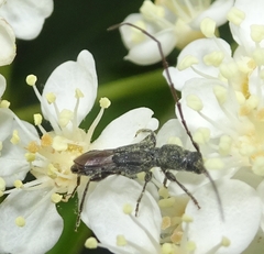 Molorchus bimaculatus