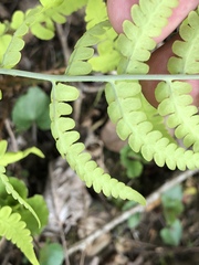 Athyrium asplenioides