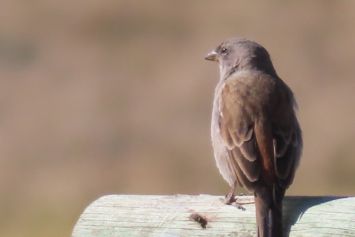 Eastern Southern Grey Sparrow