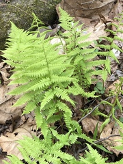 Athyrium asplenioides