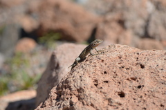 Liolaemus constanzae