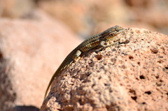 Liolaemus constanzae