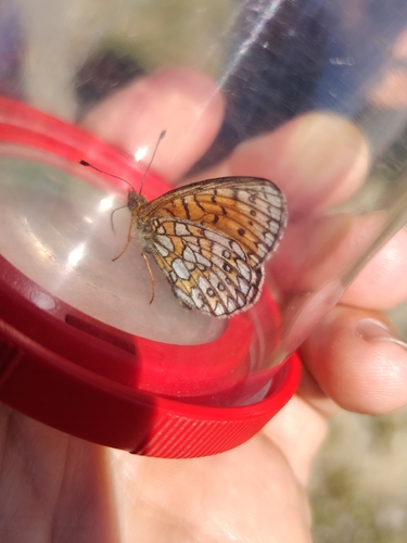 Bog Fritillary