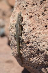 Liolaemus constanzae