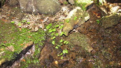 Myosotis chaffeyorum