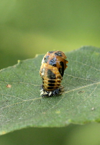 Asian Lady Beetle