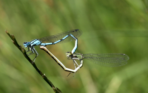Common Blue Damselfly