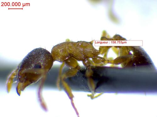 Temnothorax tergestinus
