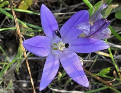 Brodiaea terrestris