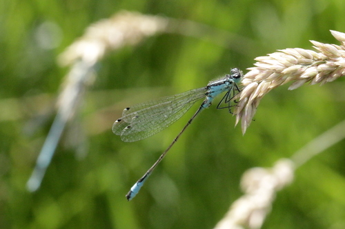 Blue-tailed Damselfly