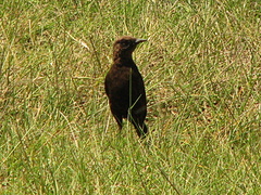 Myrmecocichla aethiops