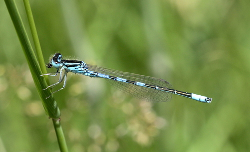 Dainty Damselfly