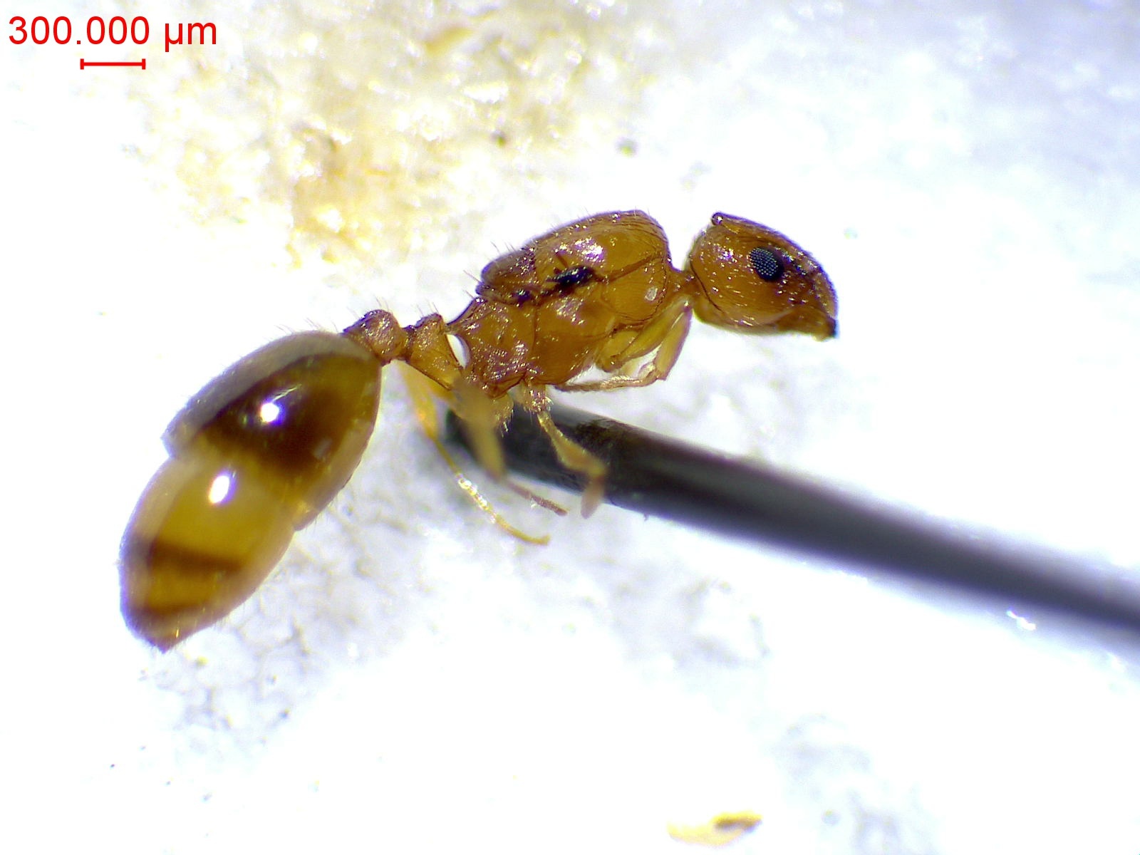 Temnothorax morea