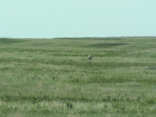 Pronghorn