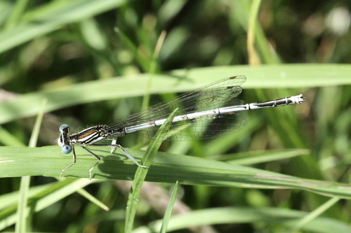 Blue Featherleg