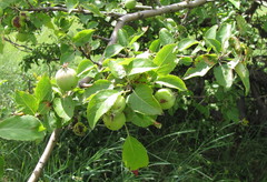 Malus praecox