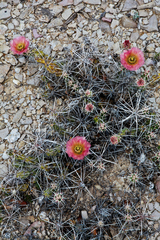 Grusonia grahamii