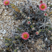 Graham's Pricklypear - Photo (c) Richard Reynolds, some rights reserved (CC BY-NC), uploaded by Richard Reynolds