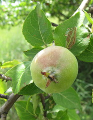 Malus praecox