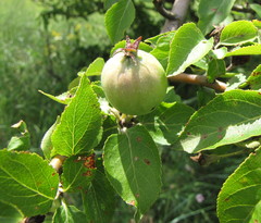 Malus praecox