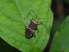 Cletomorpha simulans