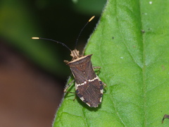 Cletomorpha simulans