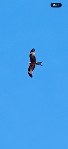 Red Kite