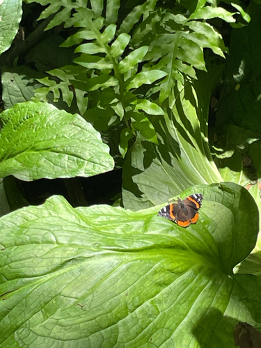 Red Admiral