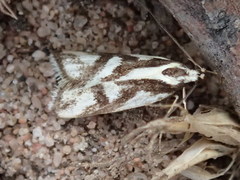 Epithymema incomposita