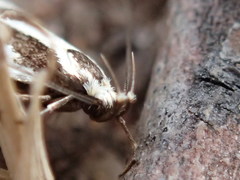 Epithymema incomposita