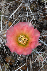 Grusonia grahamii