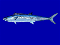 Japanese Spanish Mackerel photo 5