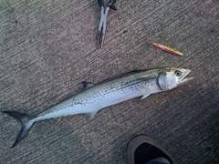 Japanese Spanish Mackerel photo 3