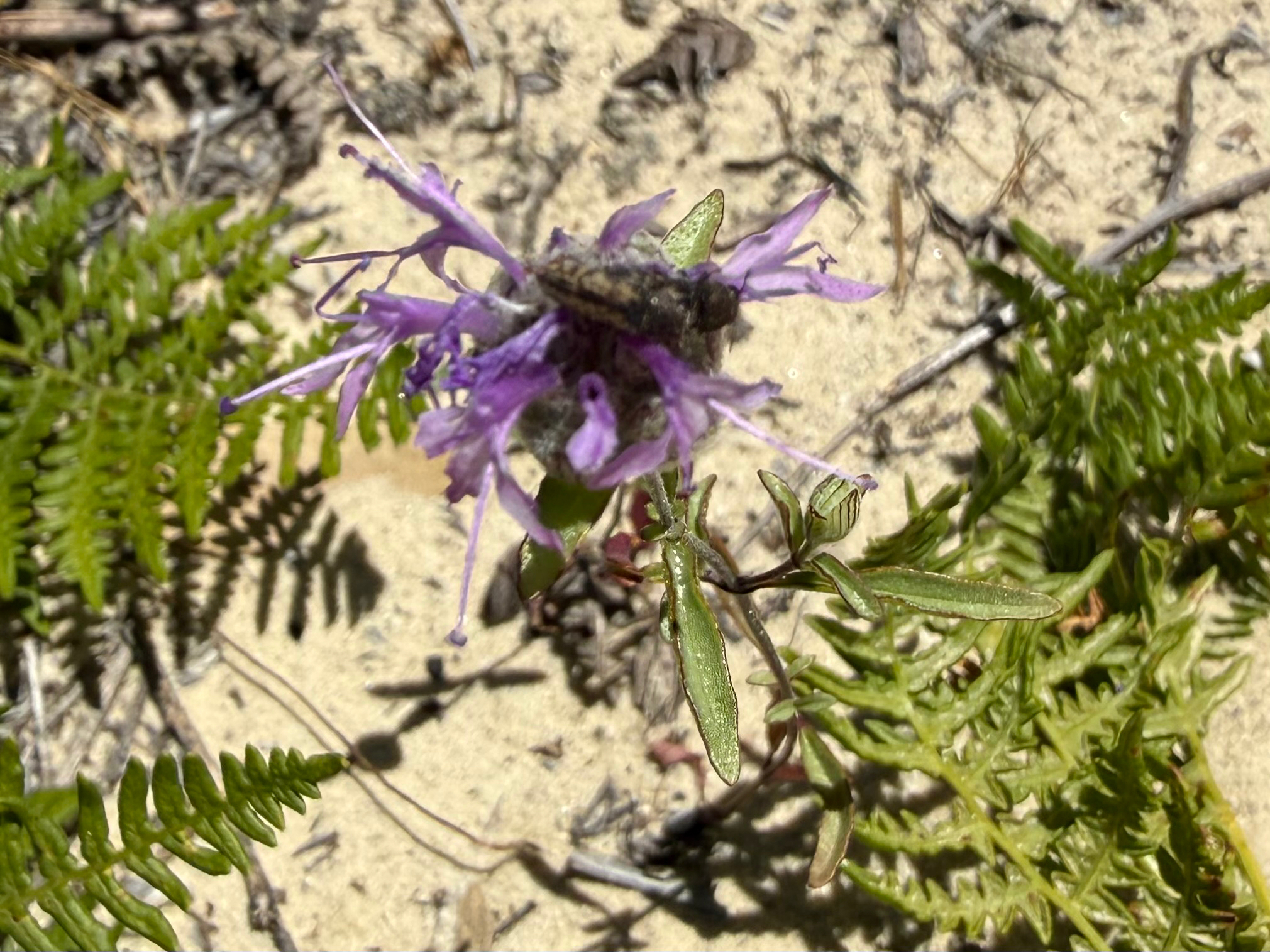Imagem de Monardella sinuata