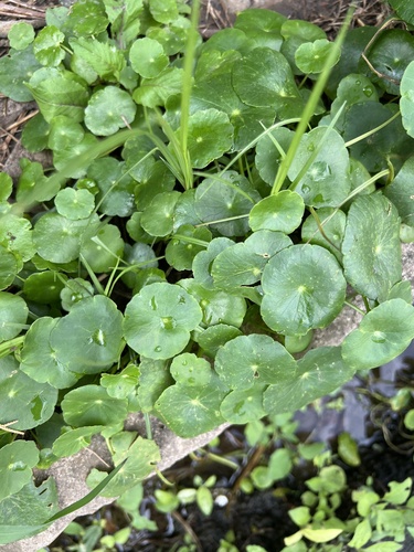 Whorled Pennywort