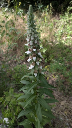 Woolly Foxglove