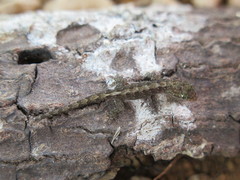 Lepidodactylus listeri