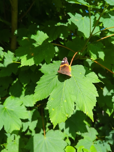Red Admiral