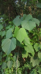 Vernicia fordii