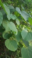 Vernicia fordii