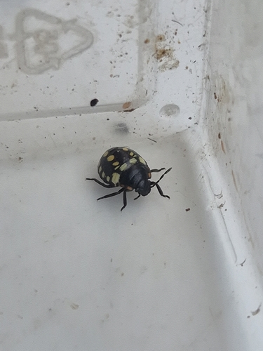 Southern Green Stink Bug