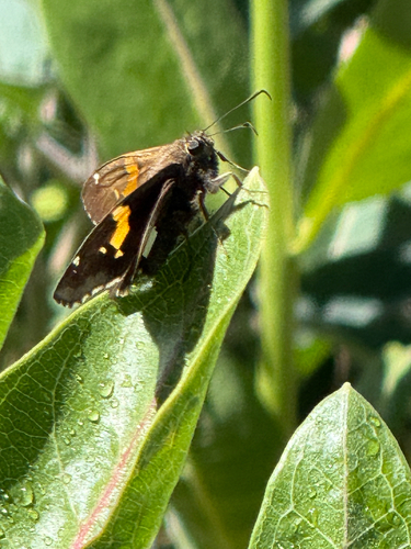 Silver-spotted Skipper