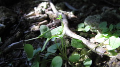 Myosotis chaffeyorum