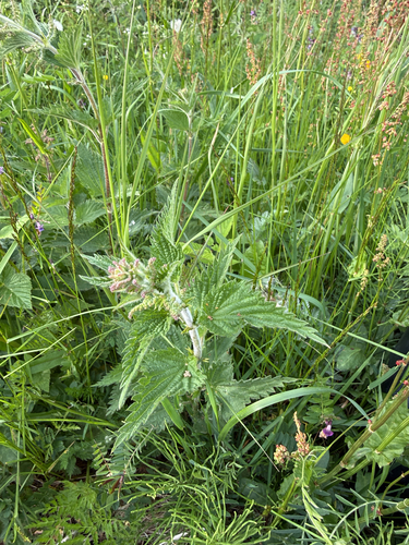 great stinging nettle