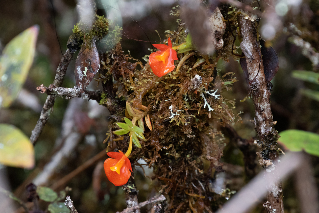 Fernandezia subbiflora