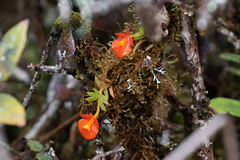Fernandezia subbiflora