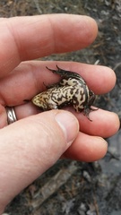 Lithobates virgatipes