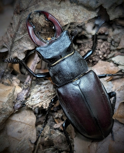 European Stag Beetle