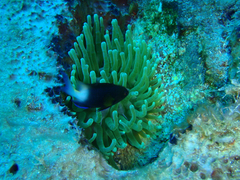 Stegastes partitus