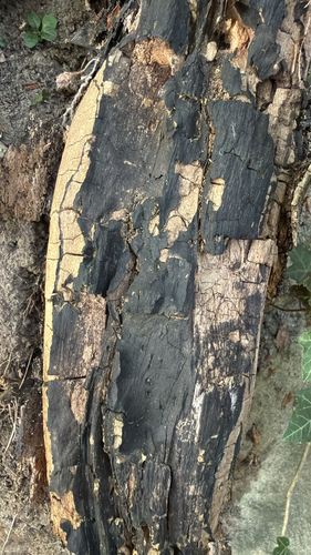 Holzkeulenartige